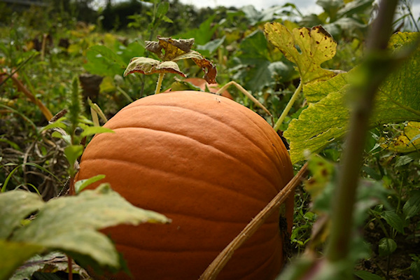 Yoga Herbst