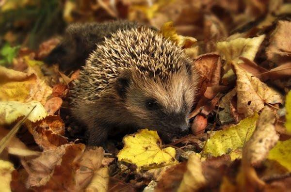 Yoga Herbst